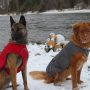 3Ruffwear-Quinzee-on-two-dogs