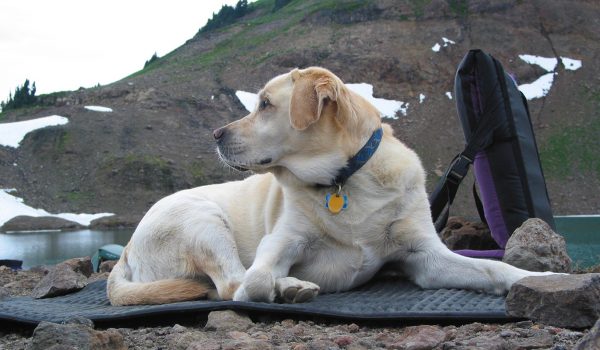 Fresh Gear: Outdoor dogs will love these new products   
