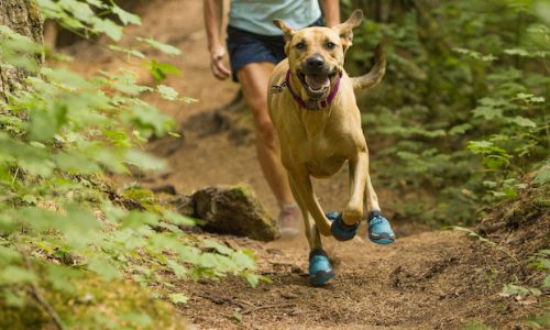 Get Your Pup Ready For Spring Adventures With Gear Designed For Dogs
