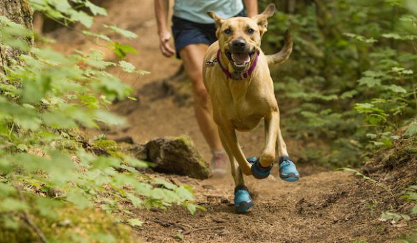 Get Your Pup Ready For Spring Adventures With Gear Designed For Dogs