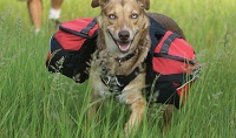Backpacking with Your Dog: Three Essentials