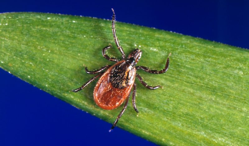 Ticks Infected with Powassan Virus Are Rare But Pose a Real Threat