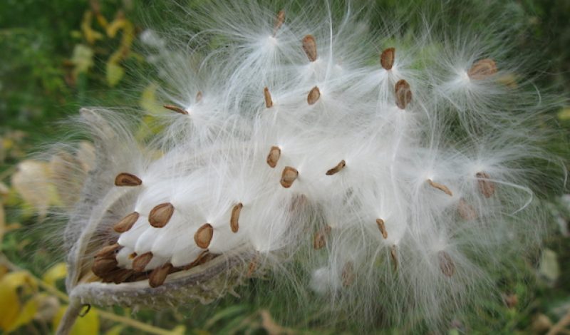Can Milkweed Replace Down in Our Outdoor Gear?