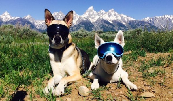 Rex Specs: The Latest in Fashion Sunglasses – For Your Dog