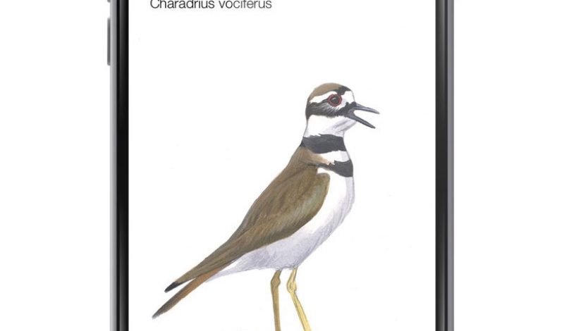 Birding Goes High Tech with Song Based App